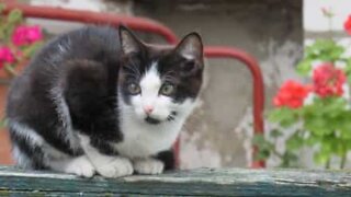 Five dogs welcome rescued cat into new home