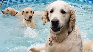 Happy dogs throw themselves a pool party