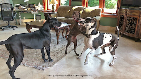 Talkative GSP Pointer Loves To Dance With Great Danes