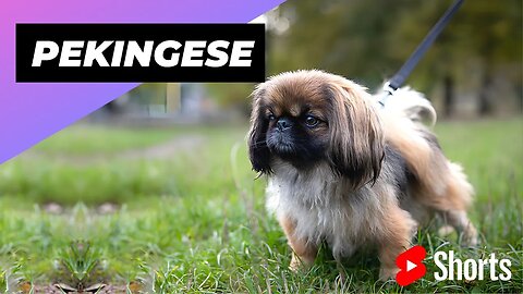 Pekingese 🐶 One Of The Laziest Dog Breeds In The World #shorts