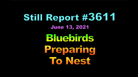 Bluebirds Preparing to Nest, 3611
