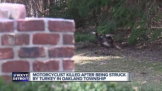 70-year-old motorcyclist killed after colliding with wild turkey