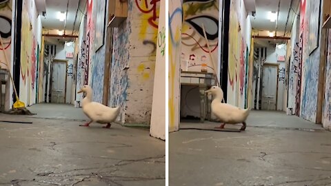 Adorable duck is completely afraid of the dark