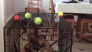 "Dog Reaches For The Tennis Balls"
