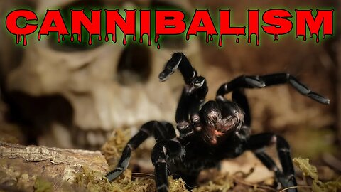Tarantula CANNIBALISM! Why Do They Do It?