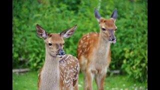 Group of deer accompanies jogger during morning run