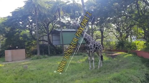 Watch India's Largest Giraffe Walk in Freedom at Nehru Zoological Park! | nehru zoological park 2