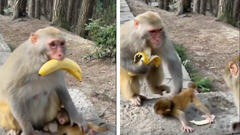 Mother monkey is trying to save her baby.