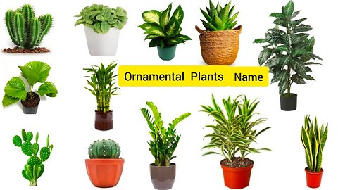 Ornamental Plants Name In English With Pictures For Kids
