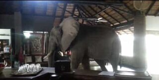 Elefanter invaderar hotellreception i Zambia!