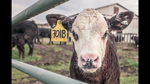 Are Bottle Fed Cows Worth it?