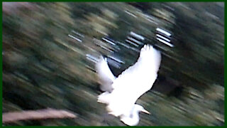 Great White Egret