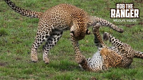 Mother Leopard And Her Playful Daughter | Maasai Mara Safari | Zebra Plains