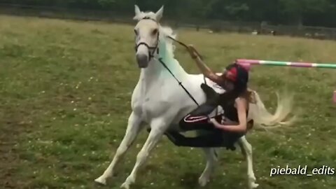 Funny horses videos