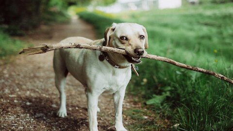 Funny, watch the dog try to insert the piece of wood