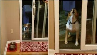 Il cane vuole che si apra la porta già aperta