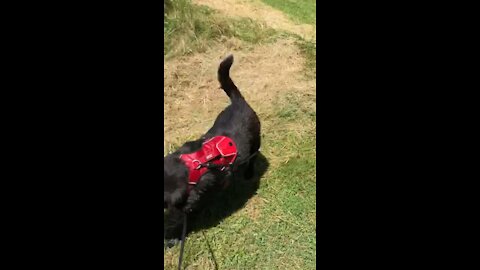 Dog loves getting dirty