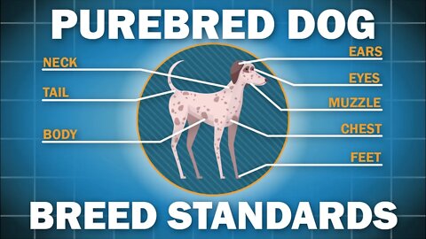 What is a Breed Standard for Purebred Dogs?
