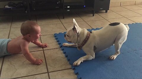 French Bulldog Play With Baby to Make Him Laugh