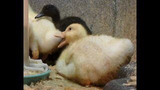 Pekin Ducklings Cleaner and Fluffy Part 2