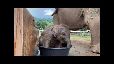 Cuteness Alert! Baby Elephant Wan Mai First Time in Bathtub