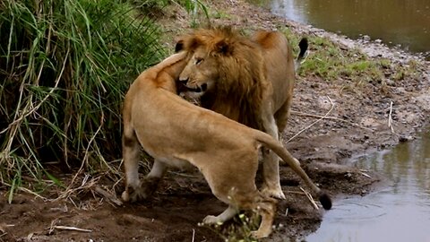 Mighty lion and his girlfriend greet like a love scene from a Disney movie