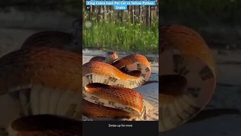 King Cobra hunt Pet Cat vs Yellow Python Snake #viral #animal #python #cobra #snake #cat #reptile