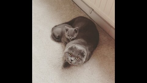 Scottishfold cat and new friend🐈‍⬛🐱