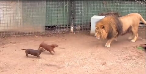 They let a Dog in a Lions Cage What Happened then shocked Everyone.