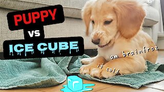 Puppy plays with ice cube for the first time
