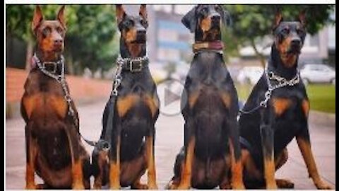 Dobermen __ Dangerous Transformation __ #rumblevideos #rottweiler