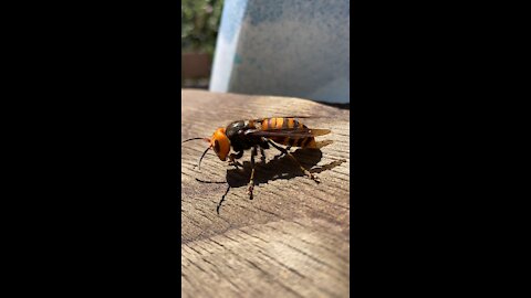 Japanese Giant Hornet -Yabanjin