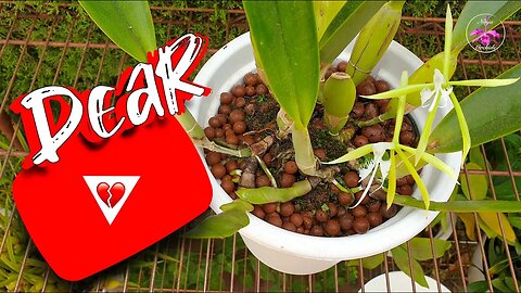 Open Letter to YouTube | Repotting Coilostylis ciliaris in Preparation for Winter #ninjaorchids