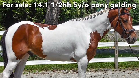 “Pistachio” 5y/o Large Pony Gelding FOR SALE