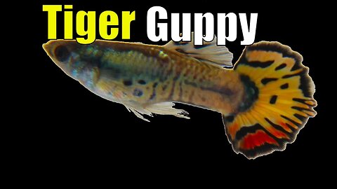 Yellow Tiger Guppies: A Splash of Sunshine in Your Aquarium