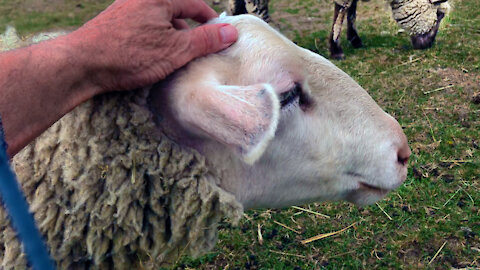Sheep on Experimental Farm