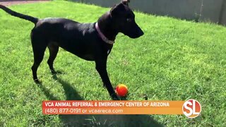 VCA Animal Referral & Emergency Center of Arizona discusses the warning signs of heat stroke