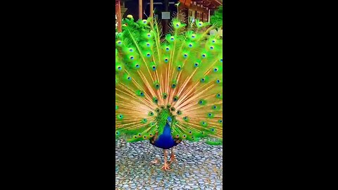 Amazing Peacock Dance