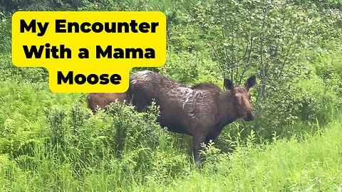 My Encounter with a Mama Moose