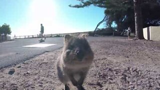 Urgullig quokka som gillar att bli fotograferad