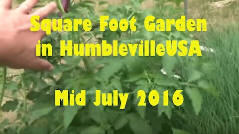 SFG Square Foot Garden 2016 mid July update - Deer Attack! Volunteer Squash and Mint
