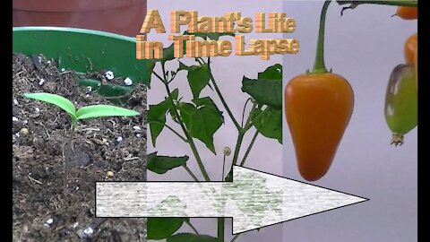 A Plant's Life in Time Lapse: From Seed to Fruit