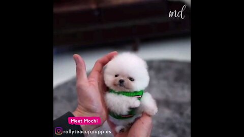 Mochi the adorable teacup puppy, so cute