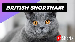 British Shorthair 😺 One Of The Most Expensive Cats In The World #shorts #britishshorthair #cat