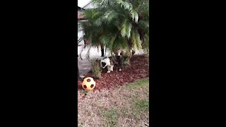 Luna the Sheepadoodle is just walking around.