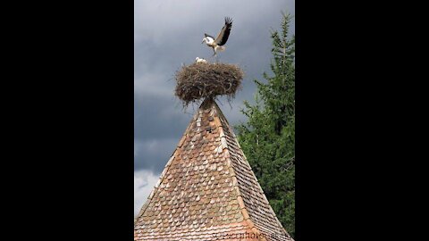 stork nest bird FAMLY