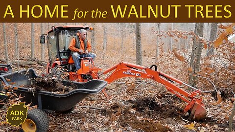 A FINAL Home for the BLACK WALNUT Trees - 6 Moves in 4 Years!