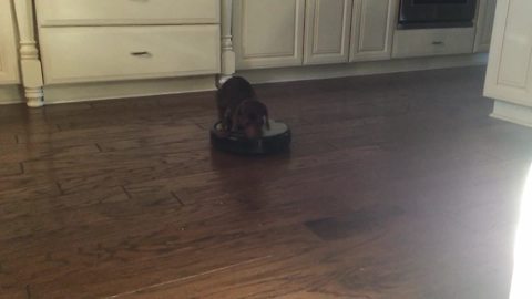 Dachshund Loves Riding On Roomba