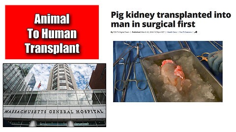 Animal To Human Transplant Kidney Grown In Pig