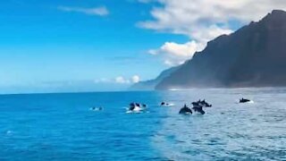 Des dizaines de dauphins se joignent à une sortie en bateau
